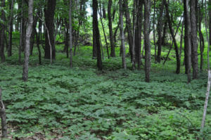 Ginseng Forest
