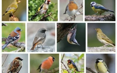 Birds in Hot Springs, NC: A List of Birds in the Appalachian Mountains from Birds for Books 2020