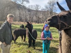 Llamas of Hot Springs