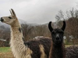 Llamas of Hot Springs