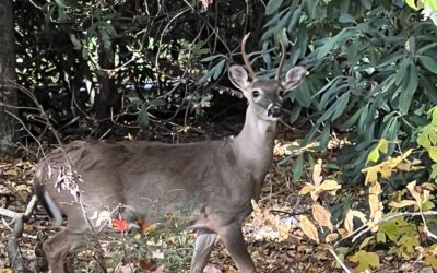 Wildlife in Hot Springs