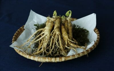 A Ginseng Rhyzome Nexus in the Woods – Part 1