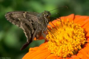 Long-tailed Skipper Moth