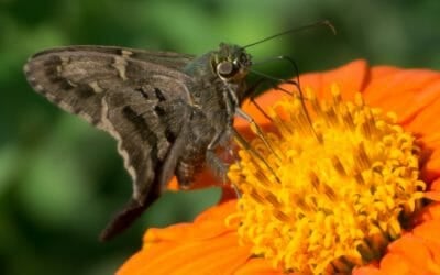 Discovering Biodiversity in Hot Springs, NC with the 2020 Madison County BioBlitz!