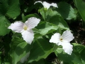 Springtime White Trillium in Hot Springs NC