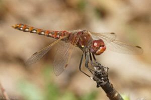 Variegated Meadowhawk Dragonfly